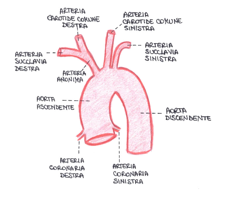 Aorta