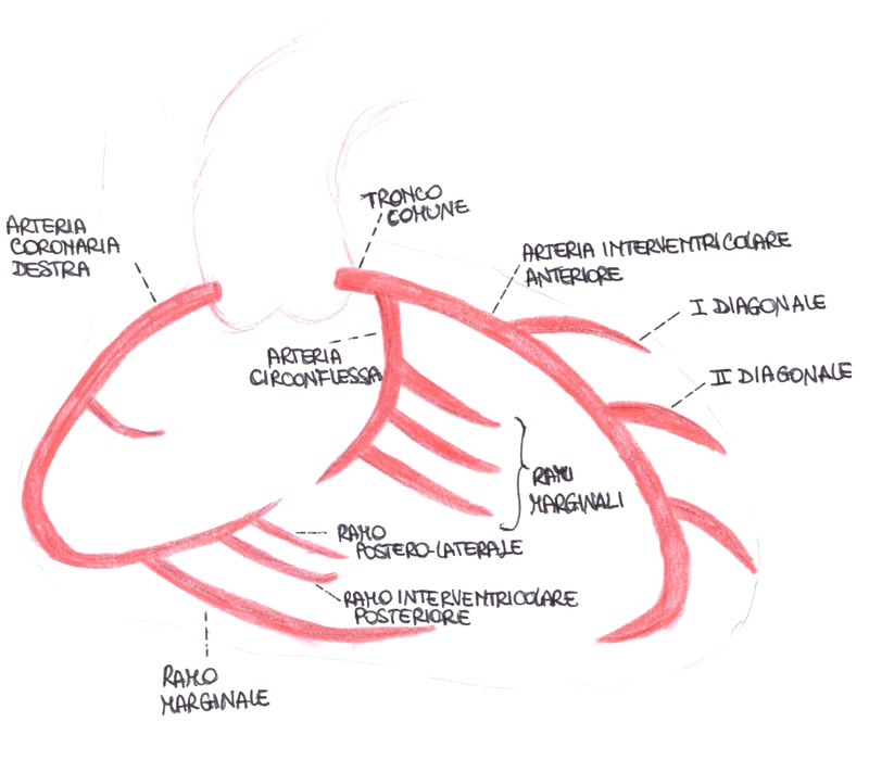 Le arterie coronarie