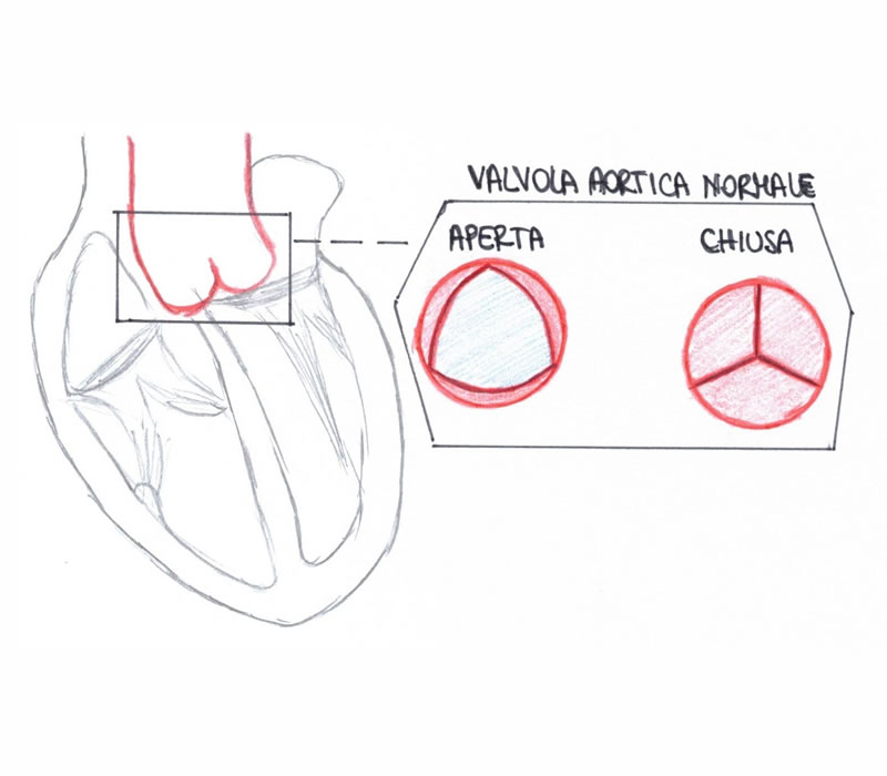 La valvola aortica