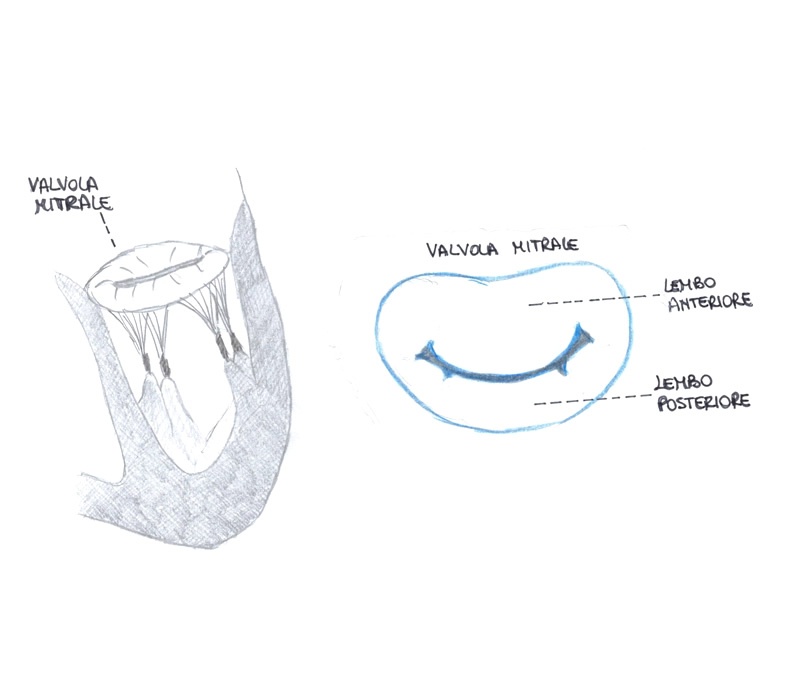 La valvola mitrale